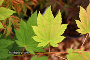 - Acer shirasawanum 'Ogi no sen' Japanese Maple - Mr Maple │ Buy Japanese Maple Trees