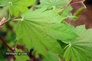 - Acer shirasawanum 'Ogi no sen' Japanese Maple - Mr Maple │ Buy Japanese Maple Trees