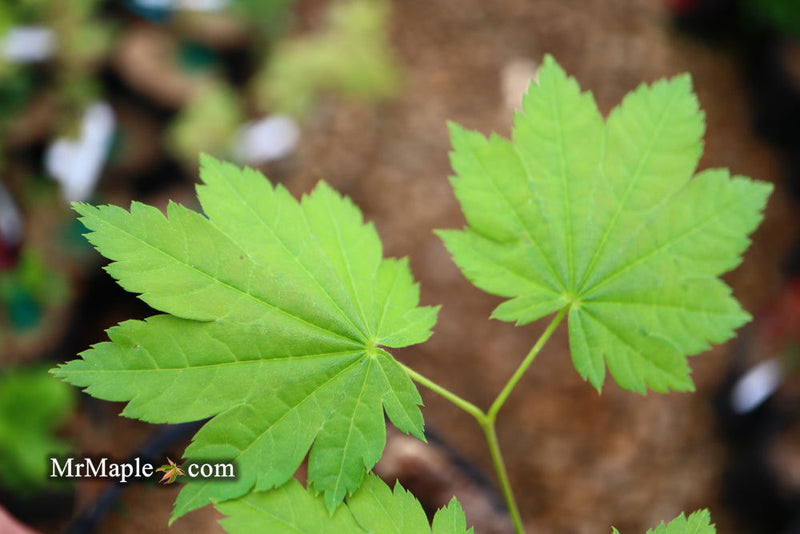 - Acer shirasawanum 'Ogi no sen' Japanese Maple - Mr Maple │ Buy Japanese Maple Trees
