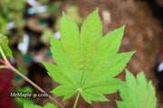 - Acer shirasawanum 'Ogi no sen' Japanese Maple - Mr Maple │ Buy Japanese Maple Trees