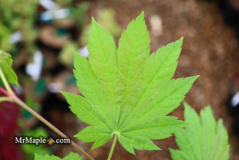 - Acer shirasawanum 'Ogi no sen' Japanese Maple - Mr Maple │ Buy Japanese Maple Trees