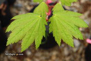 - Acer shirasawanum 'Ogi no sen' Japanese Maple - Mr Maple │ Buy Japanese Maple Trees