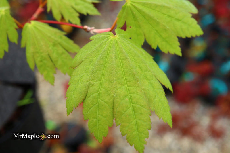 - Acer shirasawanum 'Ogi no sen' Japanese Maple - Mr Maple │ Buy Japanese Maple Trees