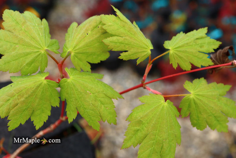 - Acer shirasawanum 'Ogi no sen' Japanese Maple - Mr Maple │ Buy Japanese Maple Trees