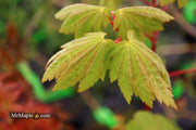 - Acer shirasawanum 'Ogi no sen' Japanese Maple - Mr Maple │ Buy Japanese Maple Trees