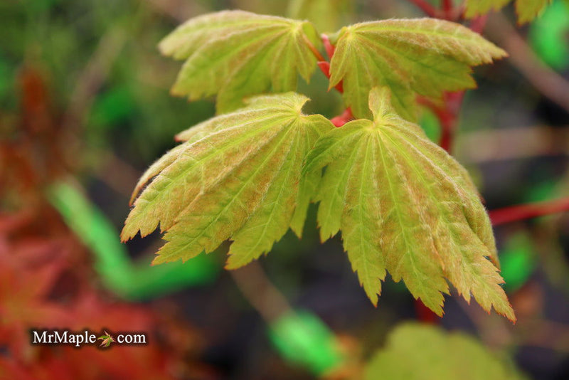 - Acer shirasawanum 'Ogi no sen' Japanese Maple - Mr Maple │ Buy Japanese Maple Trees