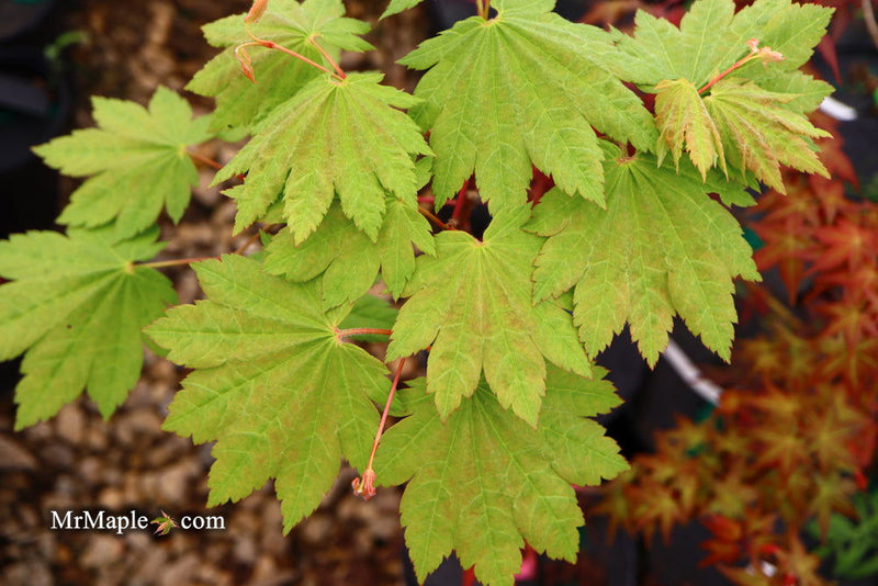 - Acer shirasawanum 'Ogi no sen' Japanese Maple - Mr Maple │ Buy Japanese Maple Trees