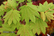 - Acer shirasawanum 'Ogi no sen' Japanese Maple - Mr Maple │ Buy Japanese Maple Trees