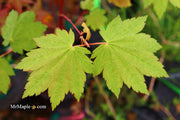 - Acer shirasawanum 'Ogi no sen' Japanese Maple - Mr Maple │ Buy Japanese Maple Trees