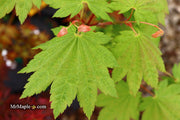 - Acer shirasawanum 'Ogi no sen' Japanese Maple - Mr Maple │ Buy Japanese Maple Trees