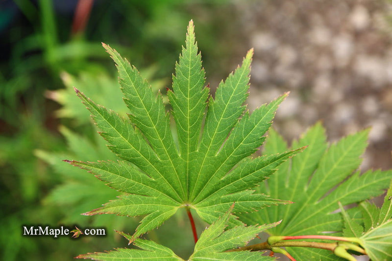 - Acer shirasawanum 'Palmatifolium' Full Moon Japanese Maple - Mr Maple │ Buy Japanese Maple Trees