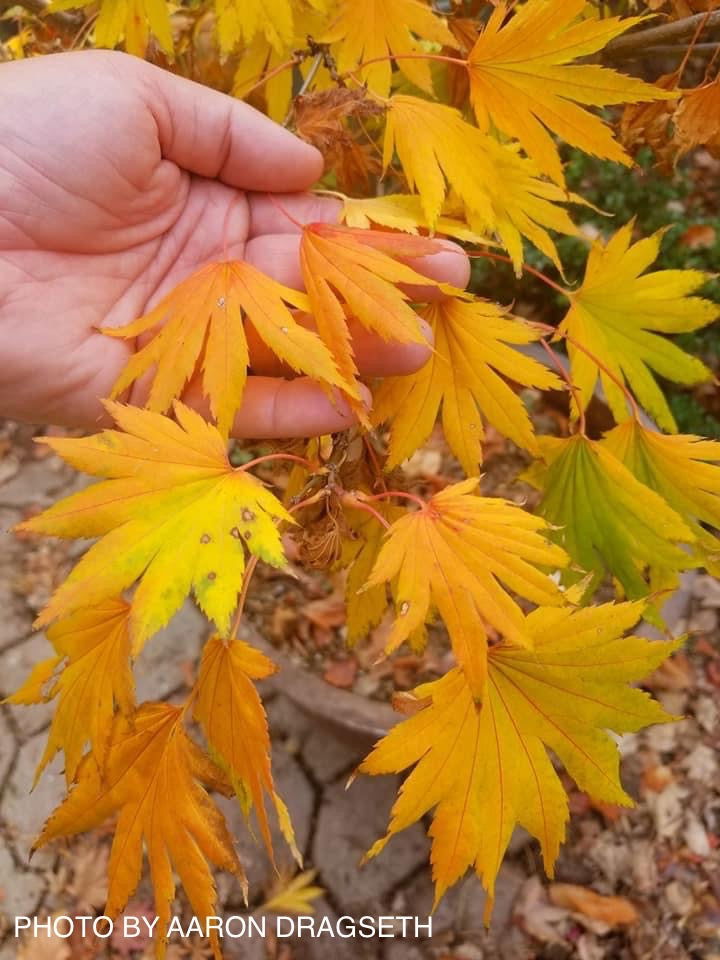 - Acer shirasawanum 'Palmatifolium' Full Moon Japanese Maple - Mr Maple │ Buy Japanese Maple Trees