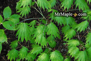 - Acer shirasawanum 'Palmatifolium' Full Moon Japanese Maple - Mr Maple │ Buy Japanese Maple Trees