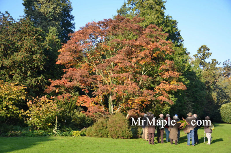 - Acer shirasawanum 'Palmatifolium' Full Moon Japanese Maple - Mr Maple │ Buy Japanese Maple Trees