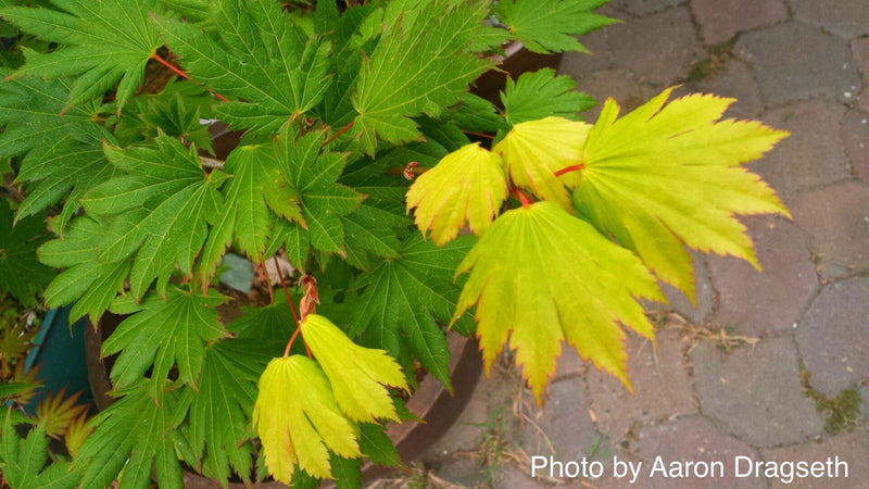 - Acer shirasawanum 'Palmatifolium' Full Moon Japanese Maple - Mr Maple │ Buy Japanese Maple Trees