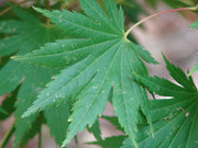 - Acer shirasawanum 'Palmatifolium' Full Moon Japanese Maple - Mr Maple │ Buy Japanese Maple Trees