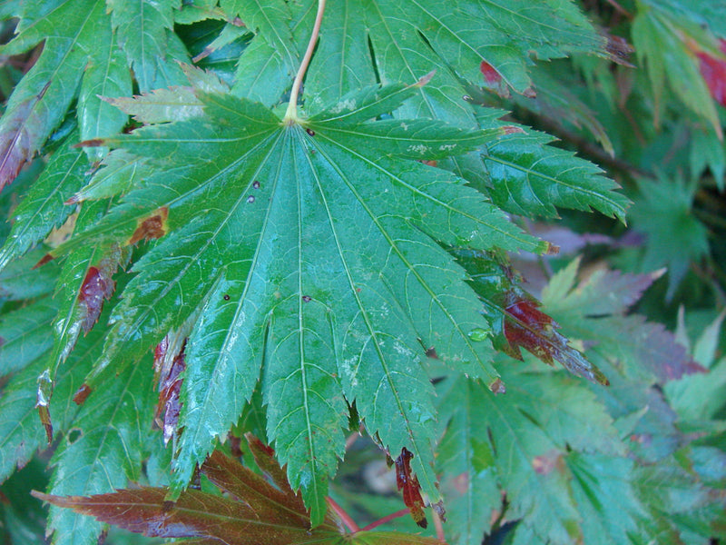 - Acer shirasawanum 'Palmatifolium' Full Moon Japanese Maple - Mr Maple │ Buy Japanese Maple Trees