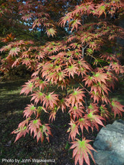 - Acer shirasawanum 'Palmatifolium' Full Moon Japanese Maple - Mr Maple │ Buy Japanese Maple Trees