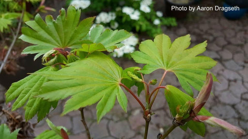 - Acer shirasawanum 'Palmatifolium' Full Moon Japanese Maple - Mr Maple │ Buy Japanese Maple Trees