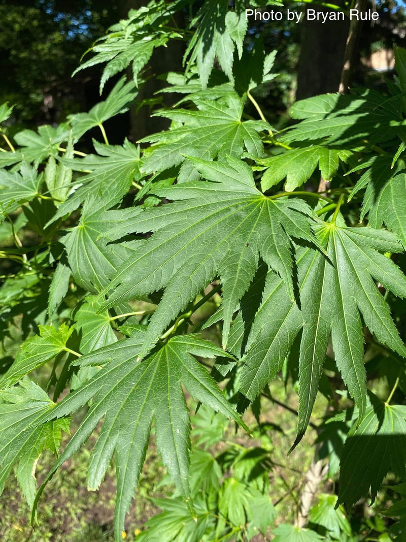 - Acer shirasawanum 'Palmatifolium' Full Moon Japanese Maple - Mr Maple │ Buy Japanese Maple Trees