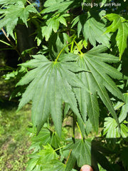 - Acer shirasawanum 'Palmatifolium' Full Moon Japanese Maple - Mr Maple │ Buy Japanese Maple Trees