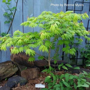 - Acer shirasawanum 'Palmatifolium' Full Moon Japanese Maple - Mr Maple │ Buy Japanese Maple Trees