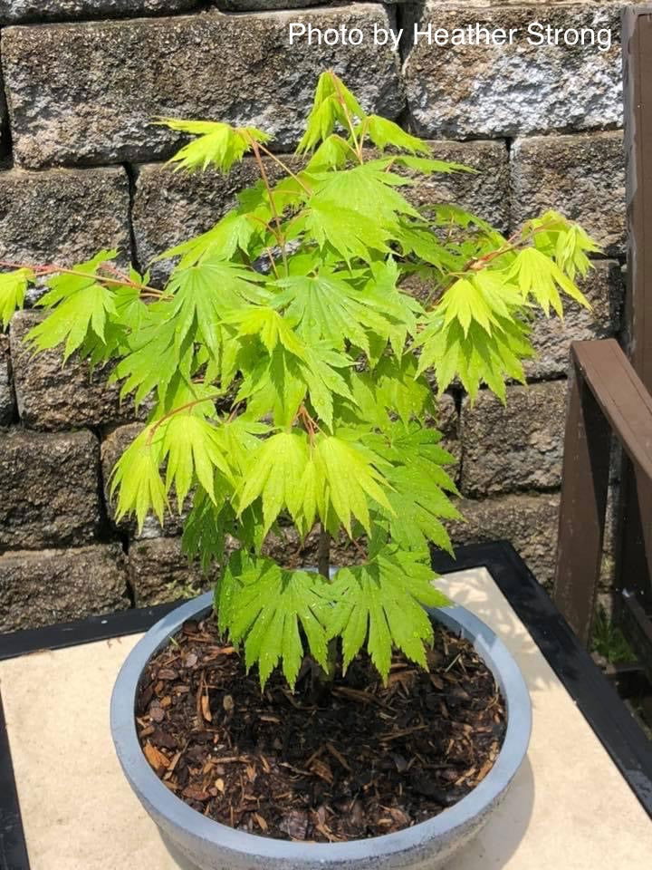 - Acer shirasawanum 'Palmatifolium' Full Moon Japanese Maple - Mr Maple │ Buy Japanese Maple Trees