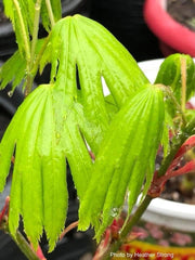 - Acer shirasawanum 'Palmatifolium' Full Moon Japanese Maple - Mr Maple │ Buy Japanese Maple Trees