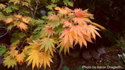 - Acer shirasawanum 'Palmatifolium' Full Moon Japanese Maple - Mr Maple │ Buy Japanese Maple Trees