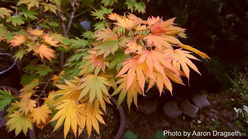 - Acer shirasawanum 'Palmatifolium' Full Moon Japanese Maple - Mr Maple │ Buy Japanese Maple Trees