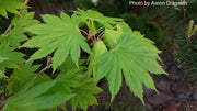 - Acer shirasawanum 'Palmatifolium' Full Moon Japanese Maple - Mr Maple │ Buy Japanese Maple Trees