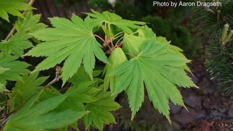 - Acer shirasawanum 'Palmatifolium' Full Moon Japanese Maple - Mr Maple │ Buy Japanese Maple Trees