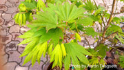 - Acer shirasawanum 'Palmatifolium' Full Moon Japanese Maple - Mr Maple │ Buy Japanese Maple Trees