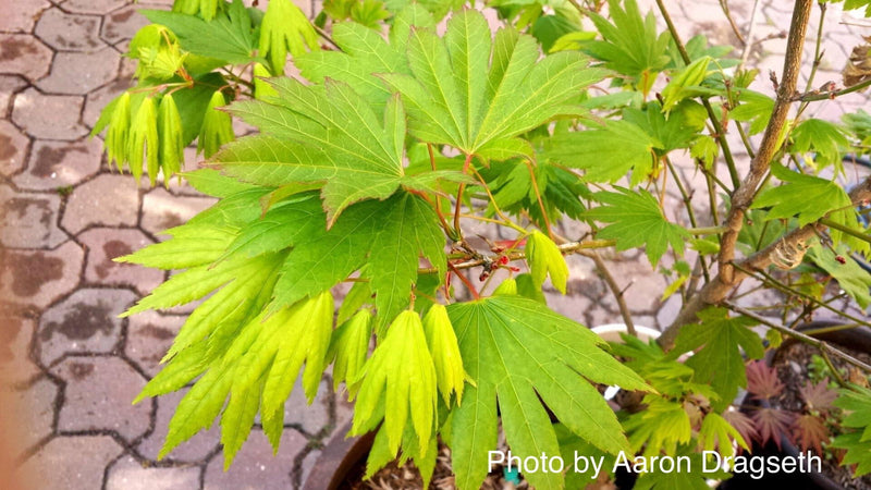 - Acer shirasawanum 'Palmatifolium' Full Moon Japanese Maple - Mr Maple │ Buy Japanese Maple Trees