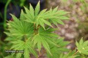 - Acer shirasawanum 'Palmatifolium' Full Moon Japanese Maple - Mr Maple │ Buy Japanese Maple Trees