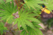 - Acer shirasawanum 'Palmatifolium' Full Moon Japanese Maple - Mr Maple │ Buy Japanese Maple Trees