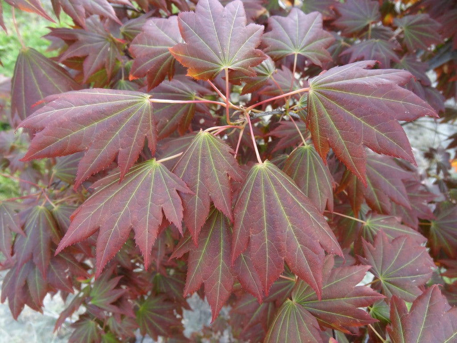 - Acer shirasawanum 'Plum Wine' Japanese Maple - Mr Maple │ Buy Japanese Maple Trees