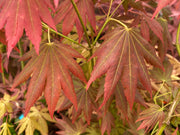 - Acer shirasawanum 'Plum Wine' Japanese Maple - Mr Maple │ Buy Japanese Maple Trees