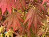 - Acer shirasawanum 'Plum Wine' Japanese Maple - Mr Maple │ Buy Japanese Maple Trees