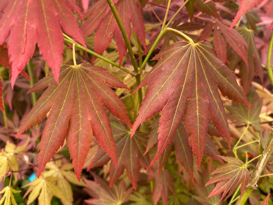 - Acer shirasawanum 'Plum Wine' Japanese Maple - Mr Maple │ Buy Japanese Maple Trees