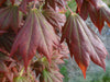 - Acer shirasawanum 'Plum Wine' Japanese Maple - Mr Maple │ Buy Japanese Maple Trees