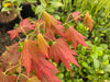 - Acer shirasawanum 'Plum Wine' Japanese Maple - Mr Maple │ Buy Japanese Maple Trees