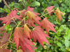 - Acer shirasawanum 'Plum Wine' Japanese Maple - Mr Maple │ Buy Japanese Maple Trees