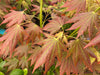 - Acer shirasawanum 'Plum Wine' Japanese Maple - Mr Maple │ Buy Japanese Maple Trees