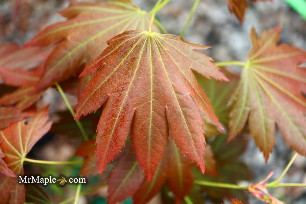 - Acer shirasawanum 'Plum Wine' Japanese Maple - Mr Maple │ Buy Japanese Maple Trees