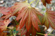 - Acer shirasawanum 'Plum Wine' Japanese Maple - Mr Maple │ Buy Japanese Maple Trees