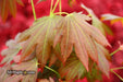 - Acer shirasawanum 'Plum Wine' Japanese Maple - Mr Maple │ Buy Japanese Maple Trees