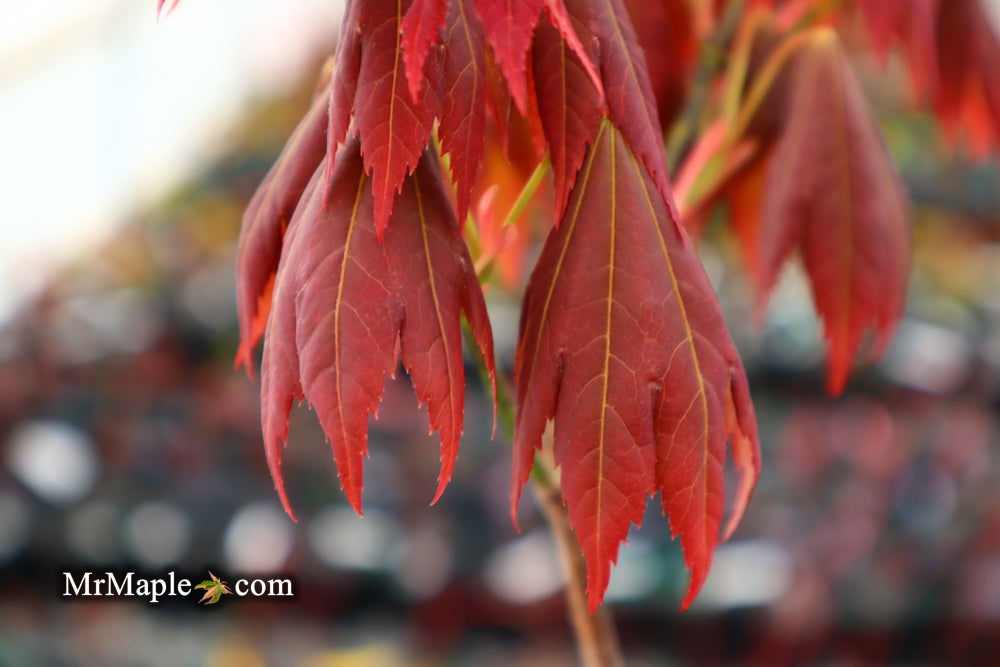 - Acer shirasawanum 'Plum Wine' Japanese Maple - Mr Maple │ Buy Japanese Maple Trees