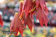 - Acer shirasawanum 'Plum Wine' Japanese Maple - Mr Maple │ Buy Japanese Maple Trees