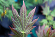 - Acer shirasawanum 'Plum Wine' Japanese Maple - Mr Maple │ Buy Japanese Maple Trees